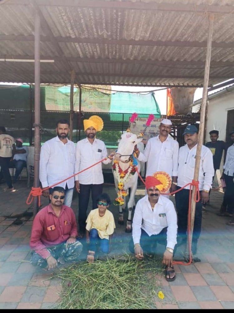 हौसेला मोल नाही! सागर विलास पाटील त्याच्या पत्नी गीता सागर पाटील यांनी थाटामाटात साजरा केला गाईचा डोहाळे जेवणाचा कार्यक्रम.*