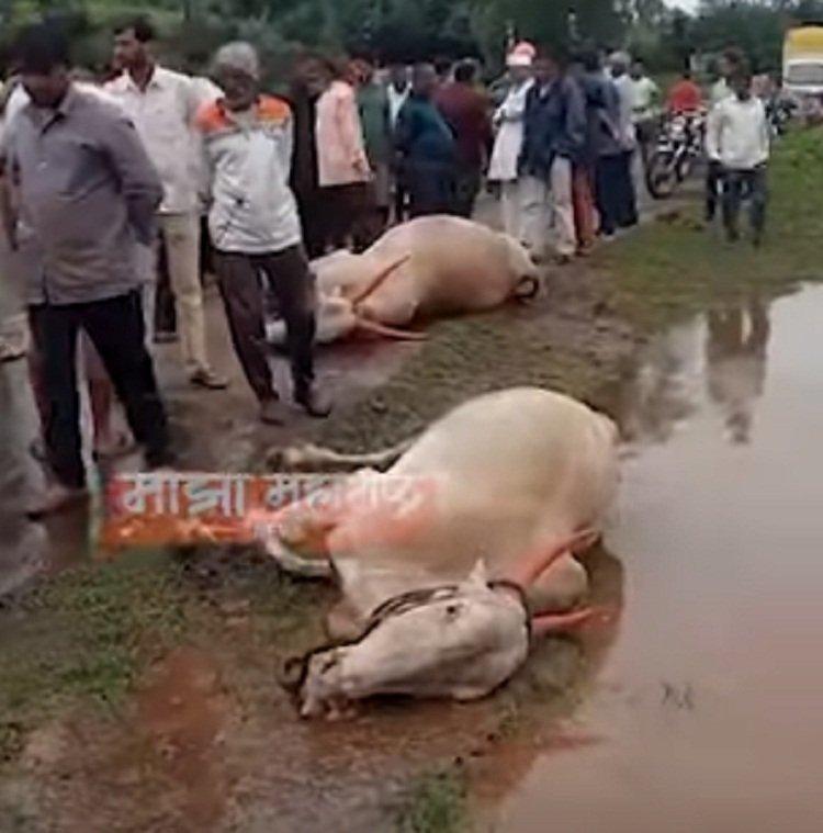 कासारी नदी पात्रात वाहून गेल्याने दोन बैलांचा मृत्यू