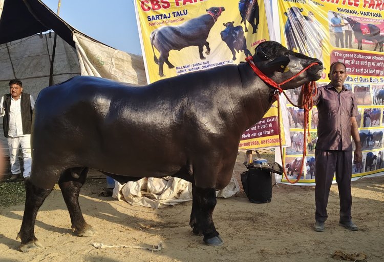 भीमा कृषी पशू  प्रदर्शनाचे २१ ते २४ फेब्रुवारी रोजी  मेरी वेदर मैदान येथे  आयोजन  : खा. धनंजय महाडिक