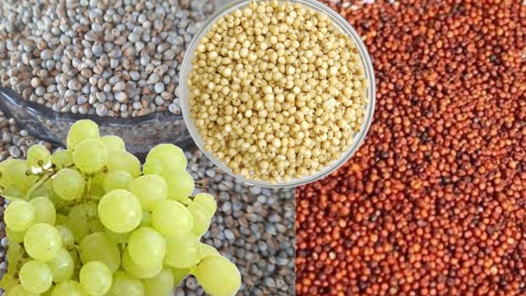 कोल्हापूरात १ ते ५ मार्च रोजी मिलेट ,फळ महोत्सव