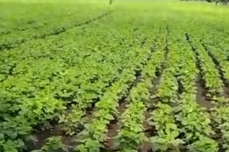अन्नधान्य, कडधान्य व गळीतधान्य पिकांसाठी राज्यांतर्गत पीकस्पर्धा