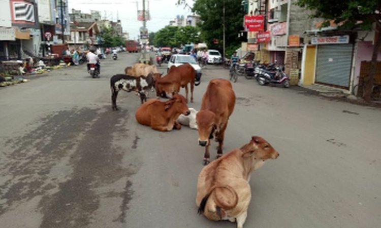 सार्वजनिक ठिकाणी आढळणारी जनावरे जप्त होणार