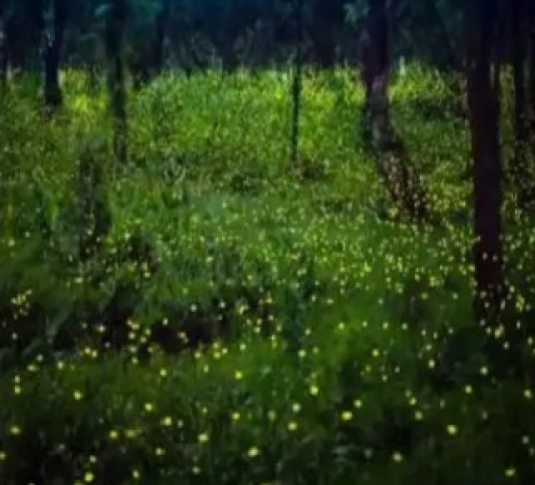 महाराष्ट्रातील 'या' गावात काजव्यांचा झगमगाट