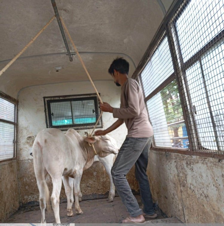 सार्वजनिक ठिकाणी आढळणारी तीन जनावरे जप्त